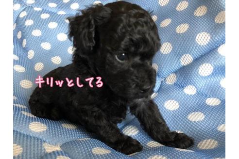 成約済の愛媛県のトイプードル-53350の2枚目